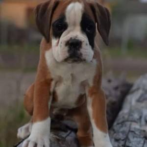 Nemacki Boxer i Nemacki ovcar stenci