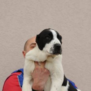 Srednjeazijski ovčar VRHUNSKI štenci
