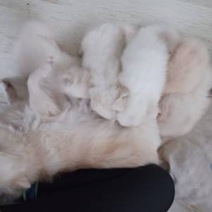 Njemački mali špic, čupavi bijeli štenci