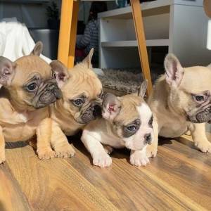 Francuski Buldog