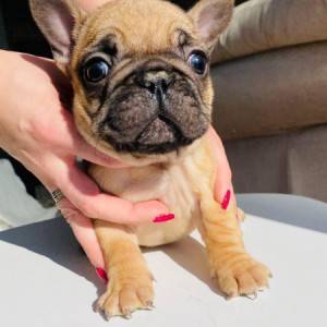 Francuski Buldog