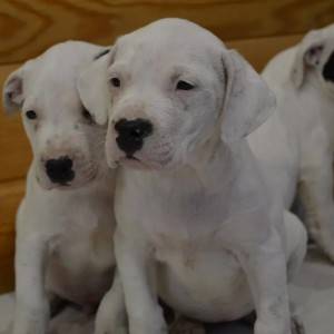 Dogo argentino i Bulterijer stenci