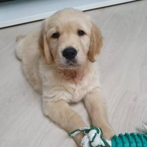 Zlatni retriver i Labrador stenci