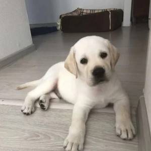 Zlatni retriver i Labrador stenci