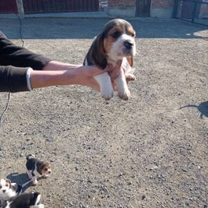 Bigl/ Beagle štenci trokolor