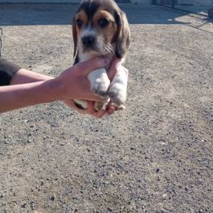 Bigl/ Beagle štenci trokolor