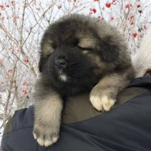 Sarplaninac i Rodezijski ridzbek stenci