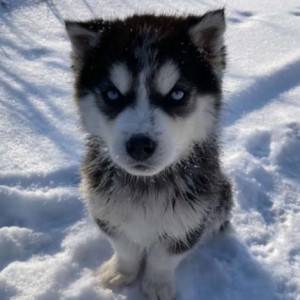Samojed i Sibirski haski stenci