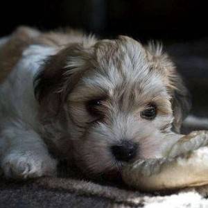 Maltipoo i havanski bison stenci