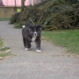 Akita inu, štenci