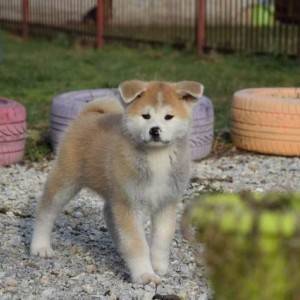 Akita inu, štenci