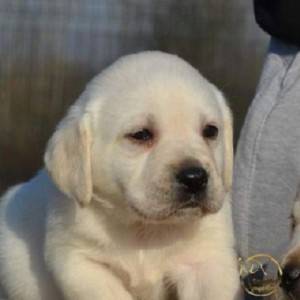 Labrador retriver