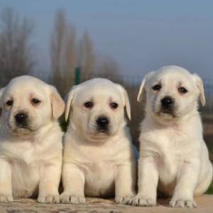 Labrador retriver