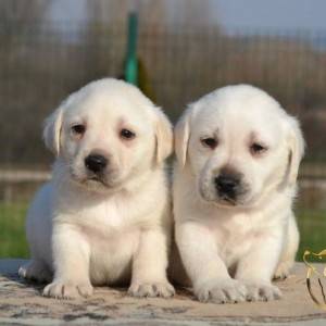 Labrador retriver