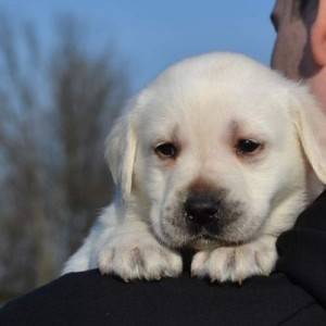 Labrador retriver