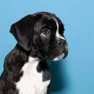 Nemacki boxer i Nemacki ovcar stenci