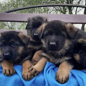 Nemacki boxer i Nemacki ovcar stenci