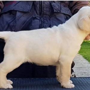 Top leglo labrador retrivera