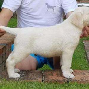 Top leglo labrador retrivera