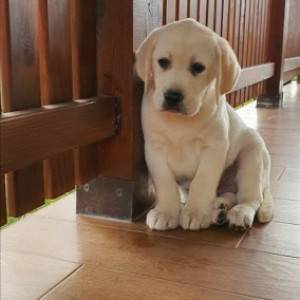 Top leglo labrador retrivera