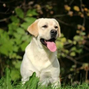 Top leglo labrador retrivera