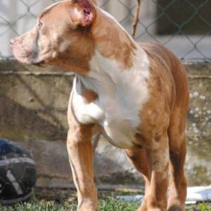 American bully xl