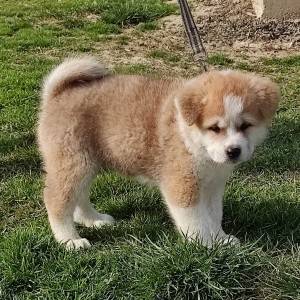 Akita inu - štenci