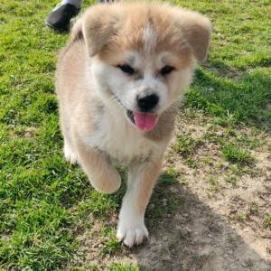 Akita inu - štenci