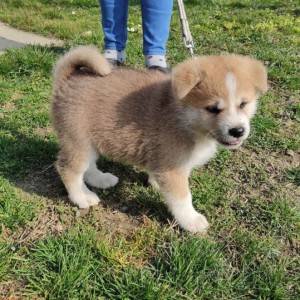 Akita inu - štenci