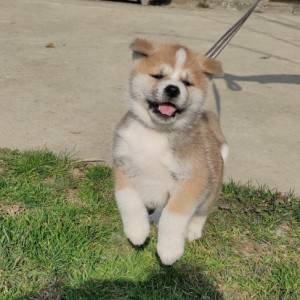 Akita inu - štenci
