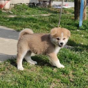 Akita inu - štenci