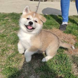 Akita inu - štenci