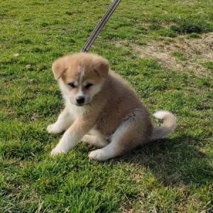 Akita inu - štenci