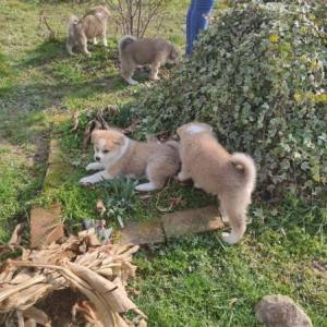 Akita inu - štenci
