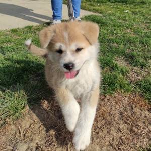 Akita inu - štenci