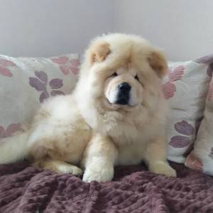 Chow chow i Vajmarski pticar stenci