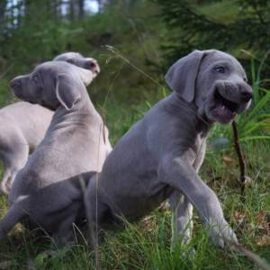 Chow chow i Vajmarski pticar stenci