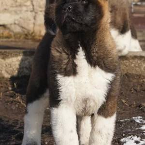 Akita inu japanska i Americka stenci
