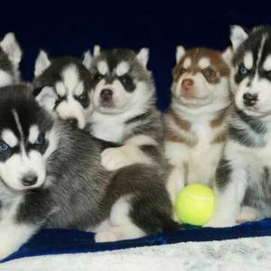 Sibirski Haski i Samojed stenci