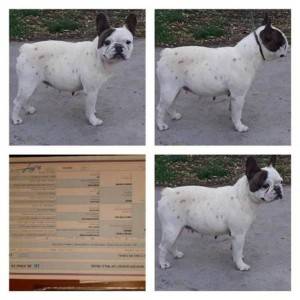 Francuski buldog, zreli psi