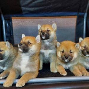 Shiba Inu štenci vrhunskih krvnih linija