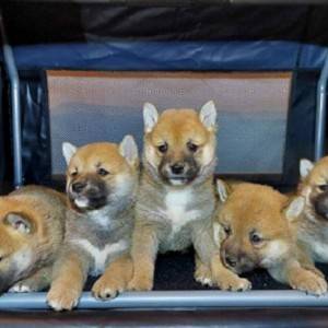 Shiba Inu štenci vrhunskih krvnih linija