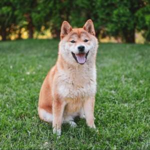Shiba Inu štenci vrhunskih krvnih linija