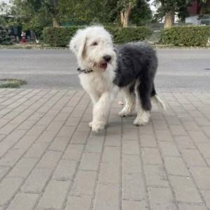Cau Cau i Bobtejl stenci