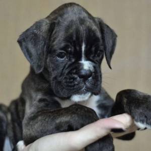 Nemacki boxer i Nemacki ovcar stenci