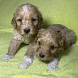 Labradoodle F1