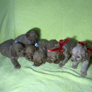 Labradoodle F1