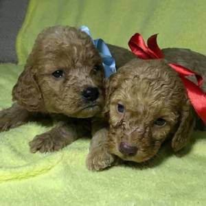 Labradoodle F1