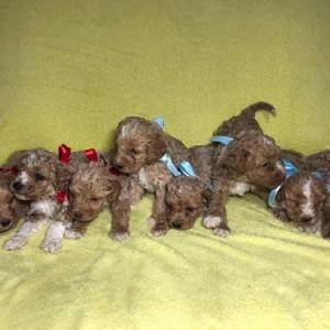 Labradoodle F1
