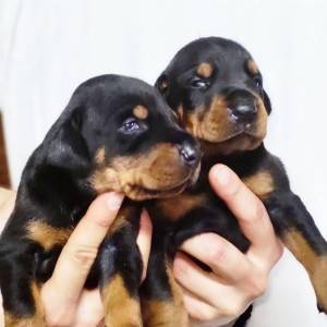 Doberman stenci